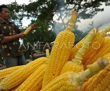 Jagung Bakar Terdekat Dari Lokasi Saya